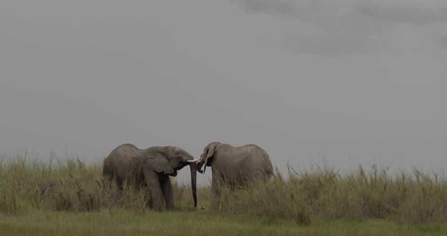 Two large elephants interacting with each other on a cloudy day