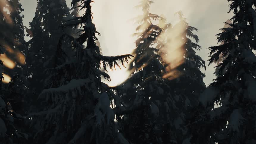 Golden sun rays shine through a misty, snow-covered evergreen forest in slow motion