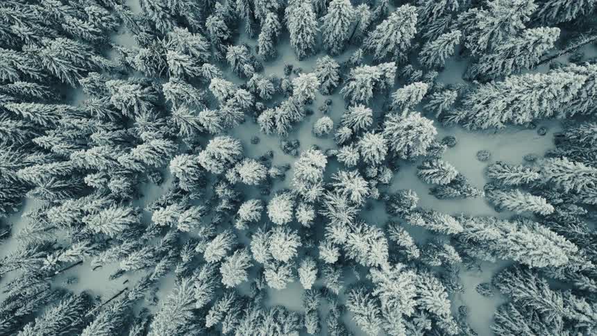 An aerial top-down view slowly pulling up from a vast, dense forest of pine trees blanketed in fresh snow