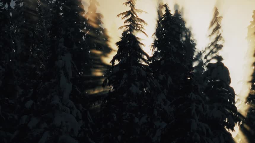 Sunlight beams through a majestic, snow-covered pine forest as the camera slowly drifts through the trees at sunset