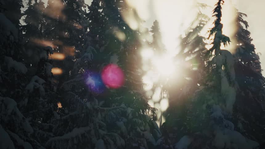 Golden sunlight streams through the dark, snow-covered branches of evergreen trees in a magical winter forest scene