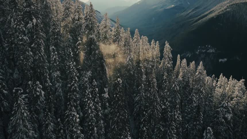 Sunlight beams down on a snow-covered mountain forest, illuminating the snow as it blows off the evergreen trees