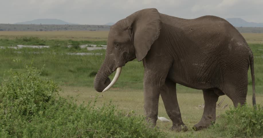 Elephant standing still in a field