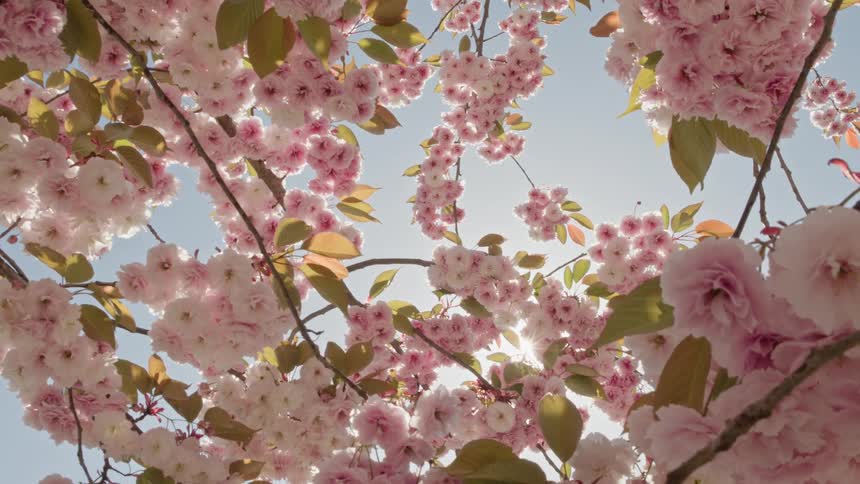 Looking up through beautiful pink cherry blossoms as the bright sun shines through the branches on a clear spring day