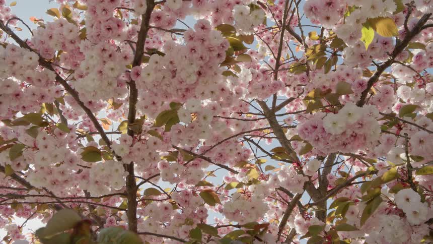Looking up through the branches of a beautiful blossoming pink cherry tree on a bright, sunny spring day