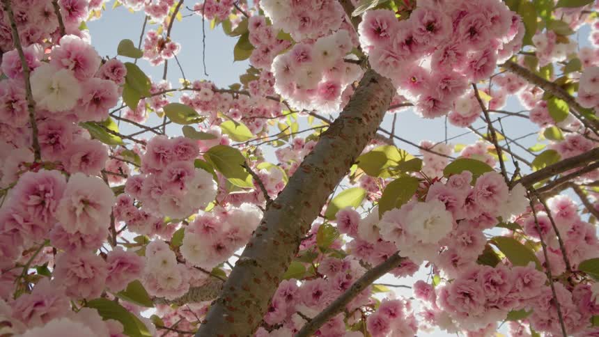 Sunlight filters through the beautiful pink blossoms of a cherry tree in full spring bloom