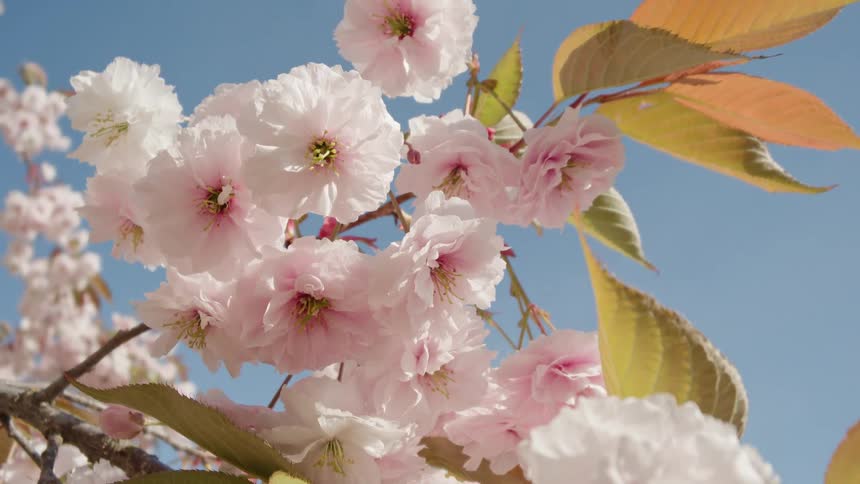 Delicate pink cherry blossoms gently sway on a branch, beautifully contrasted against a clear blue sky