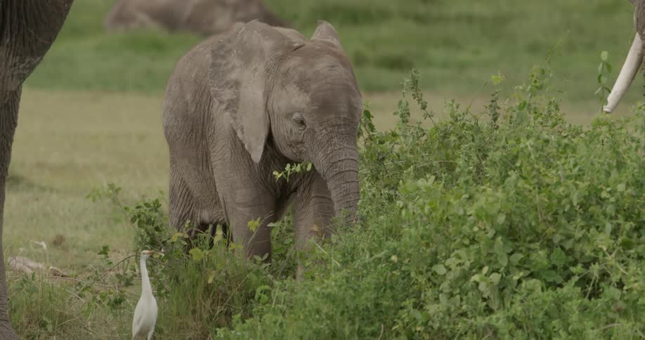 Elephant grazing on leaves