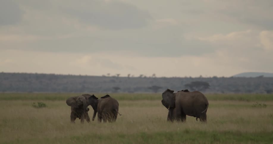 Elephants walking in the savanna