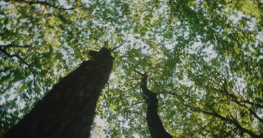A smooth pull-out shot from the base of a tall tree looking up at the lush green canopy against a bright sky