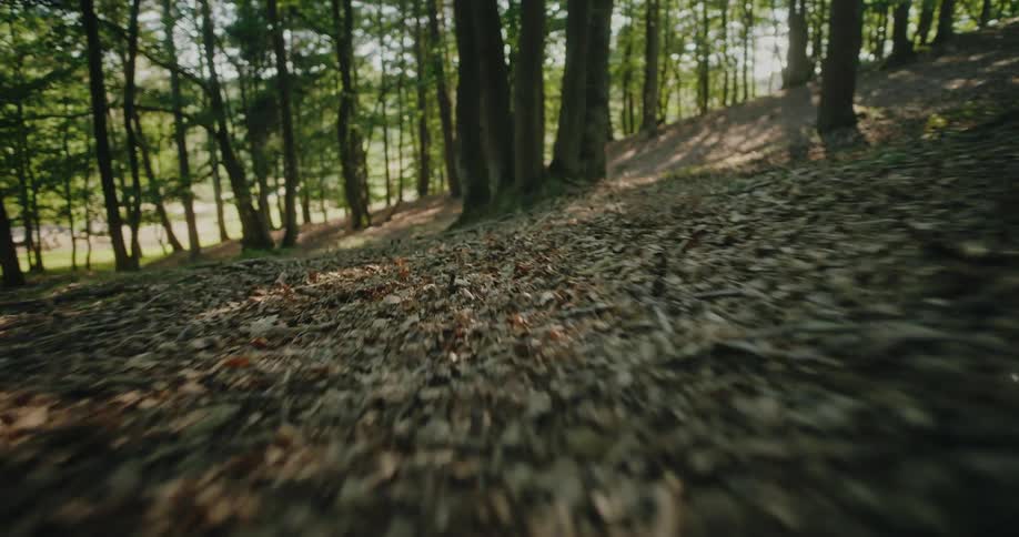 A fast, low-angle point of view shot gliding over dry leaves on the forest floor towards the trees