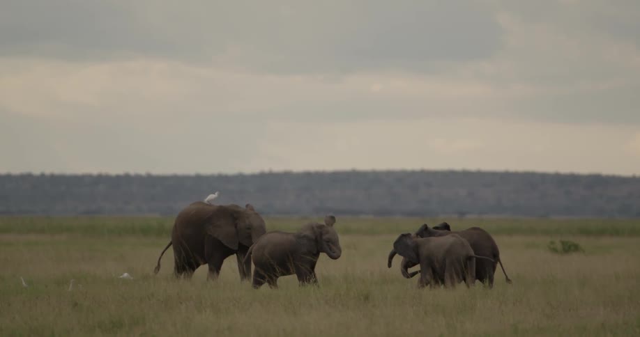 Four elephants playing in a field