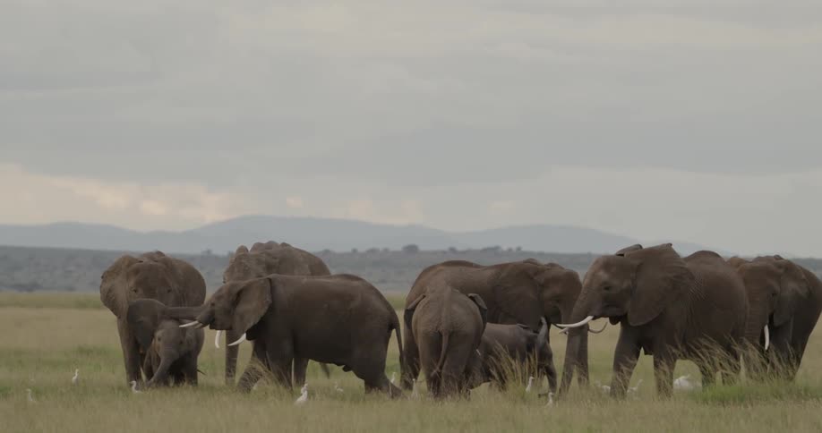 Elephants standing in a field