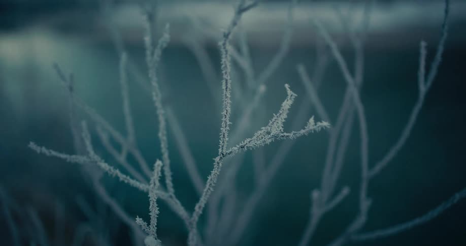 A delicate pull focus shot reveals thin tree branches covered in intricate white frost on a cold winter day