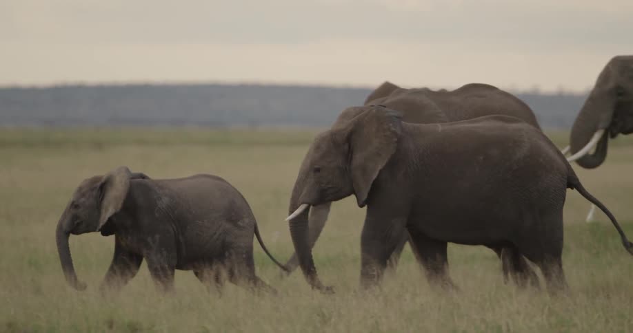 Herd of elephants marching across the plains