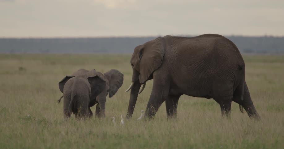 Elephants grazing in a grassy area