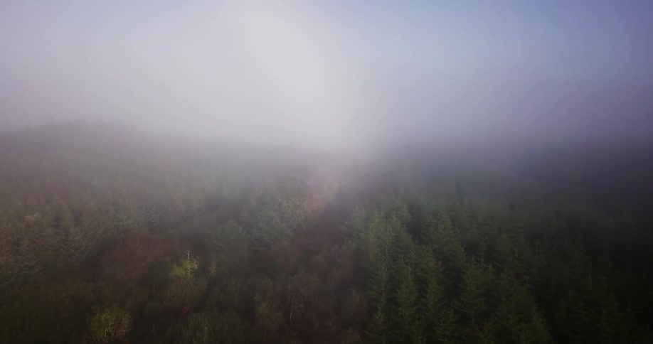 Heavy fog sits over the forest ahead