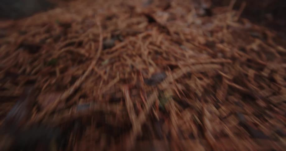 A blurry, fast-paced point-of-view shot skims across a forest floor covered in brown pine needles