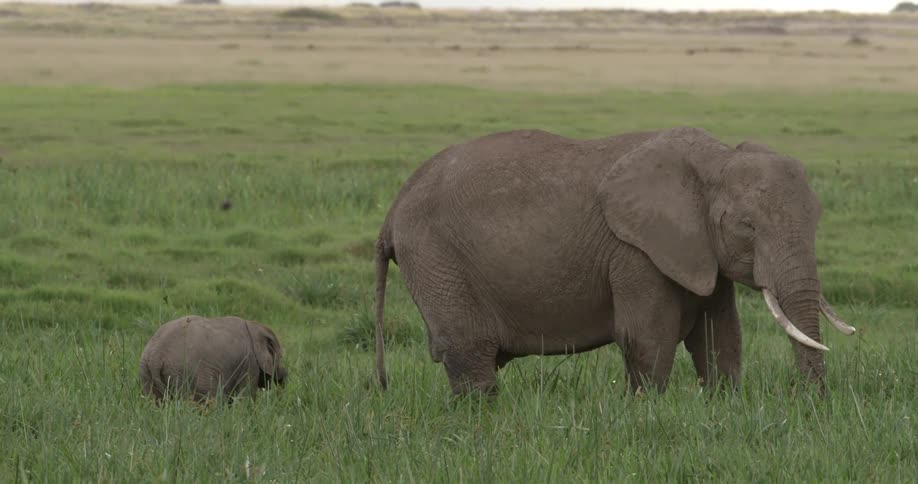 Elephants grazing in a grassy field