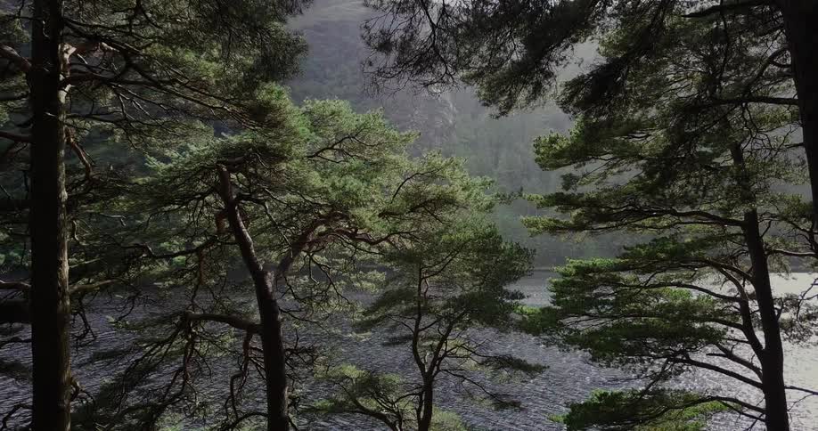 A river flows through a forested area