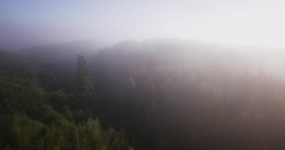 A forest is shown on a misty day