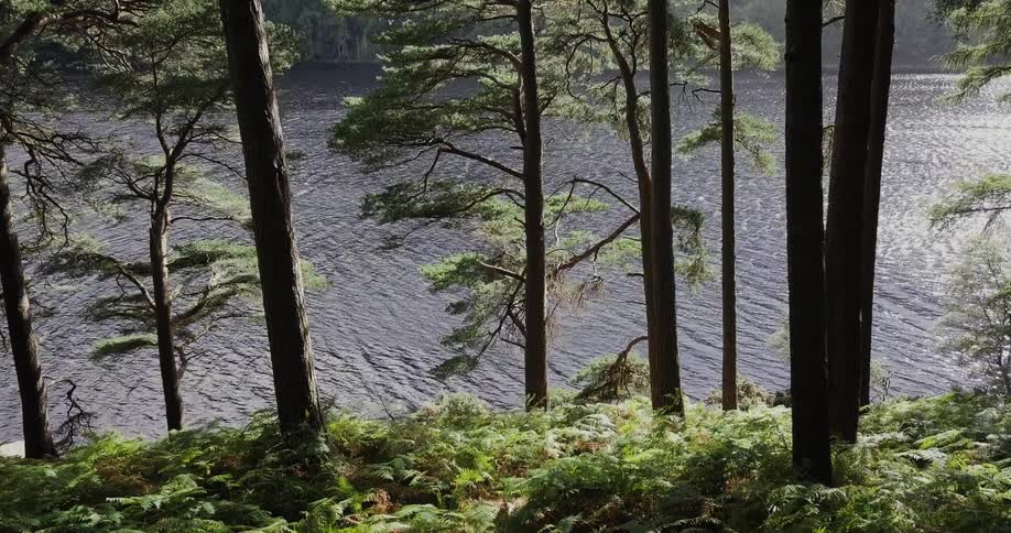 A river flows by the tree lined bank
