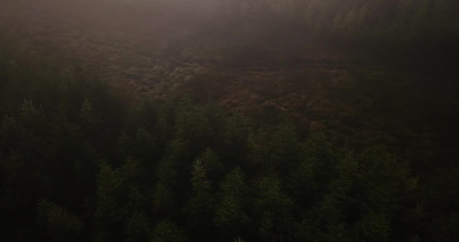 The forest below is covered with heavy fog