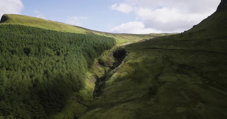 Trees grow on a mountainside