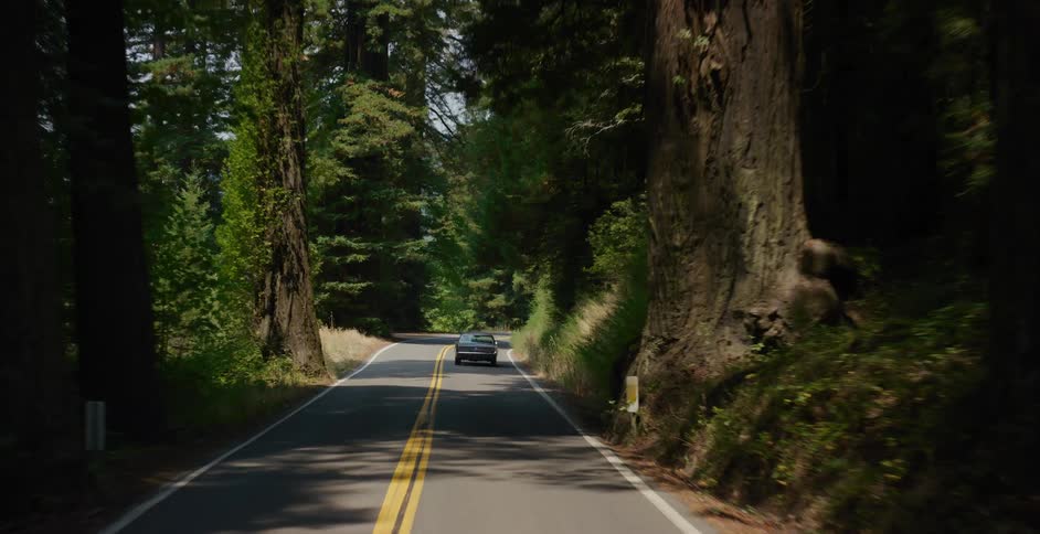A point-of-view shot follows a vintage sedan down a winding road through a dense, sunny redwood forest
