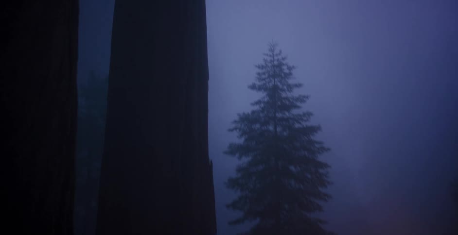 An eerie tilt-down from a massive redwood tree in a foggy forest reveals a car with its headlights glowing in the dark