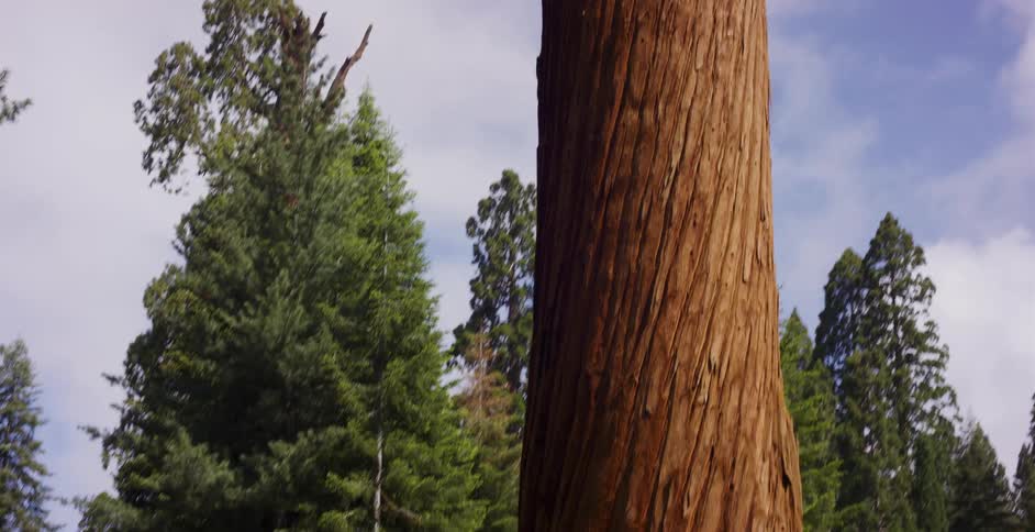 A slow tilt down the massive trunk of a giant sequoia tree reveals a woman in a vintage car looking up in awe