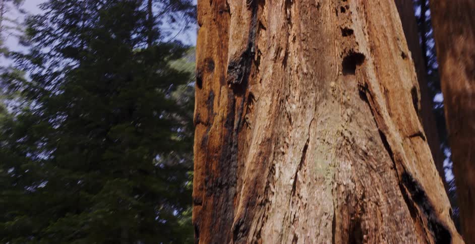 Tilting down from the canopy of a giant sequoia tree to a woman in a vintage car looking up in awe