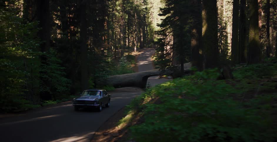 An old-school muscle car emerges from a tunnel carved through a giant fallen sequoia tree in a sunny redwood forest