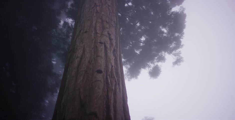 Looking up at the majestic trunk of a giant sequoia tree as it disappears into the thick, mysterious fog