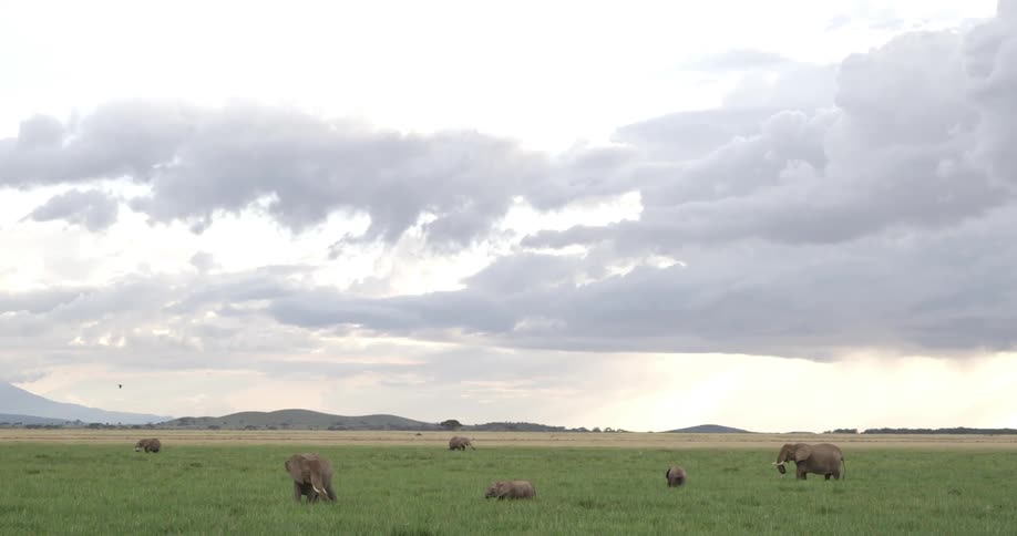 Elephants relaxing all over the plains