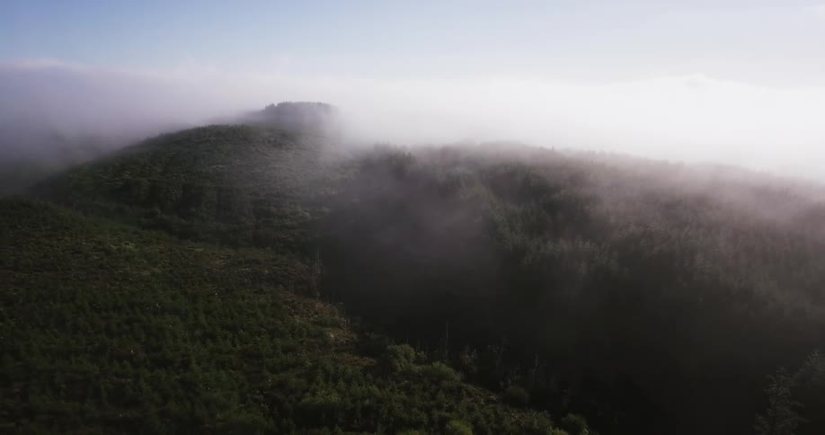 Fog hovers over trees on a mountain