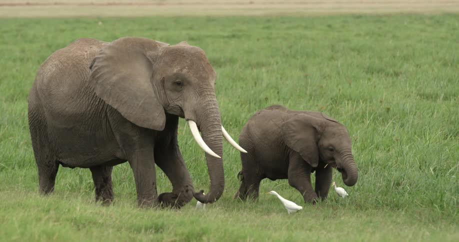Elephants grazing in a grassy area