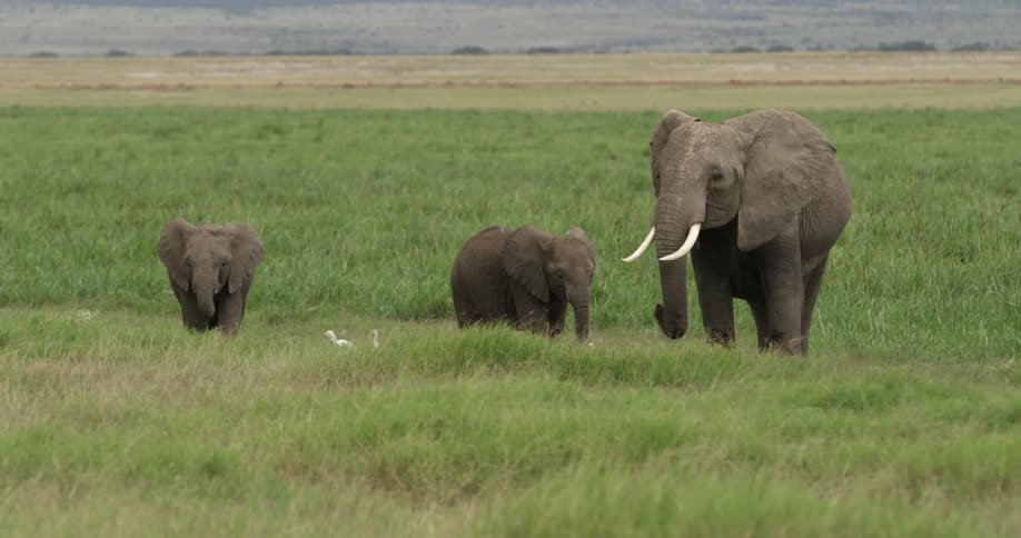 Elephants standing in a grassy field