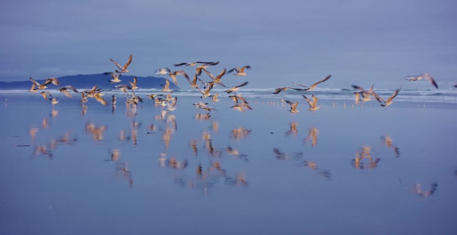 A flock of seagulls takes flight in slow motion over the reflective wet sand of a tranquil ocean beach