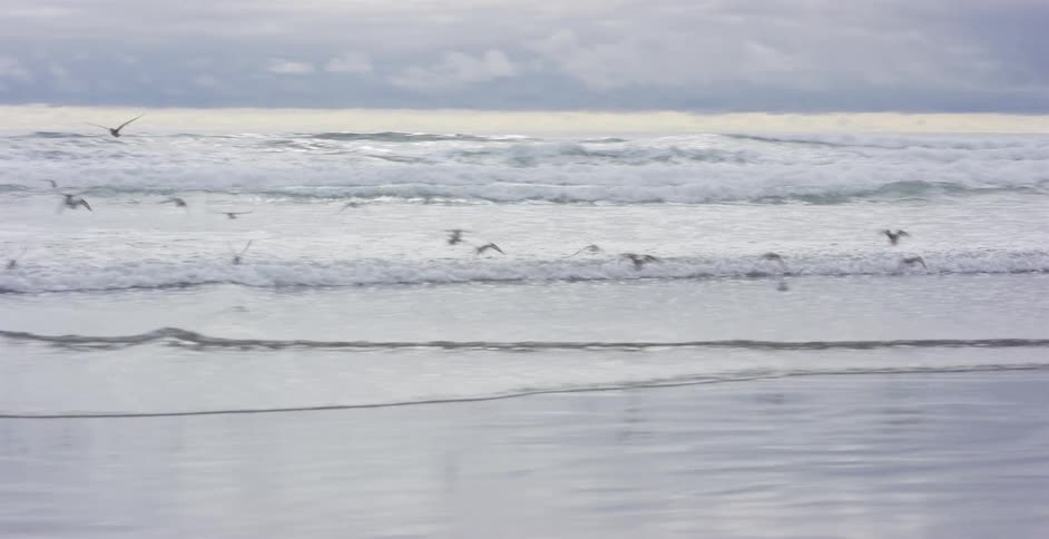Slow motion footage from a car window shows a flock of seabirds taking flight along a vast, cloudy ocean shoreline