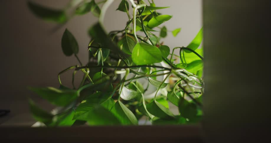 A beam of sunlight illuminates the green leaves of an indoor plant in a dramatic time-lapse