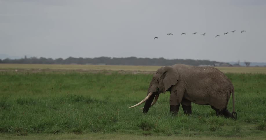 An elephant walks