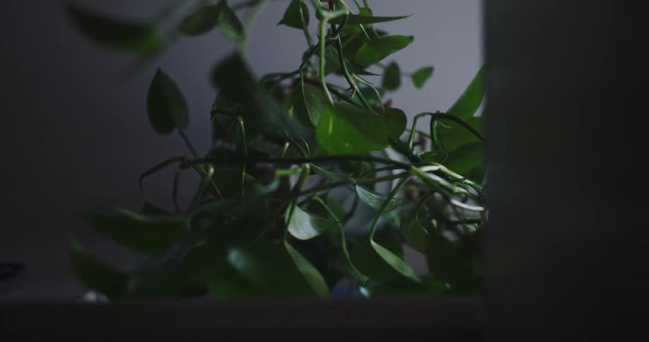 Shifting light from a screen reflects on the leaves of a houseplant in a dark room