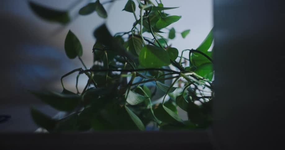 Time-lapse of a green Pothos houseplant as sunlight and shadows shift throughout the day