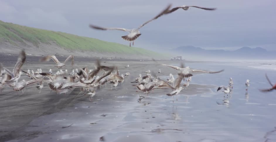 A flock of seagulls takes flight in slow motion from a foggy beach, with a person's hand reaching out towards them