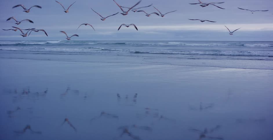 A flock of seagulls fly in slow motion over a reflective beach at dusk, panning to a vintage car parked on the shore