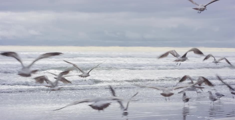 A flock of seagulls takes flight in slow motion from the sandy shore over the ocean on a cloudy day