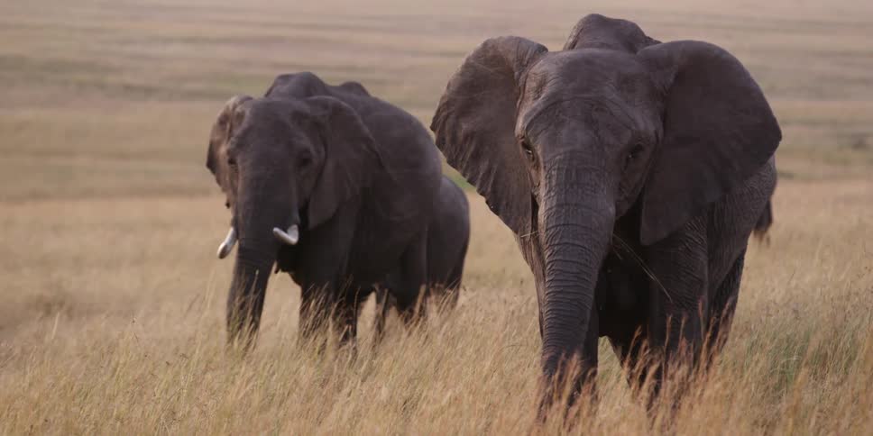 Two elephants walk in tall grass