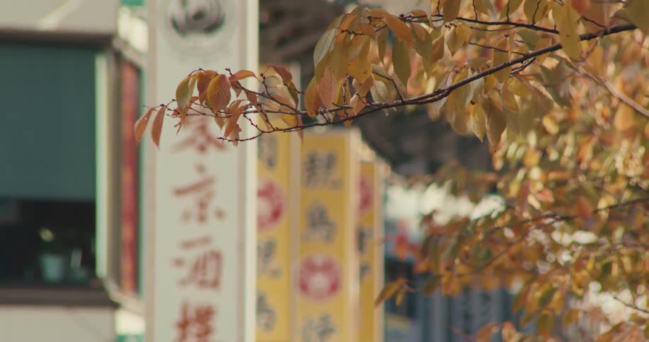 Golden autumn leaves flutter on a branch with vibrant, out-of-focus signs from Chinatown in the background