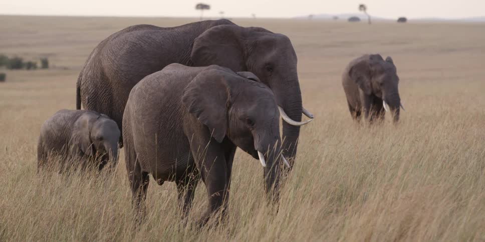 Elephants grazing in the savanna